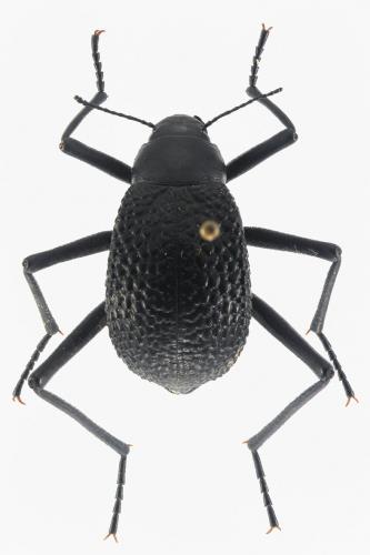 Réf. 215 133 : Adesmia biskreensis recticollis